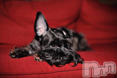 上越デリヘル上越風俗出張アロママッサージ(ジョウエツフウゾクシュッチョウアロママッサージ)ゆずき☆(37)の2020年12月23日写メブログ「ありがとうございました♡」