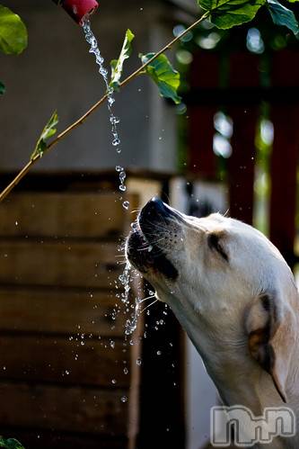上越デリヘル上越風俗出張アロママッサージ(ジョウエツフウゾクシュッチョウアロママッサージ)ゆずき☆(37)の2020年12月26日写メブログ「ありがとうございました♡」
