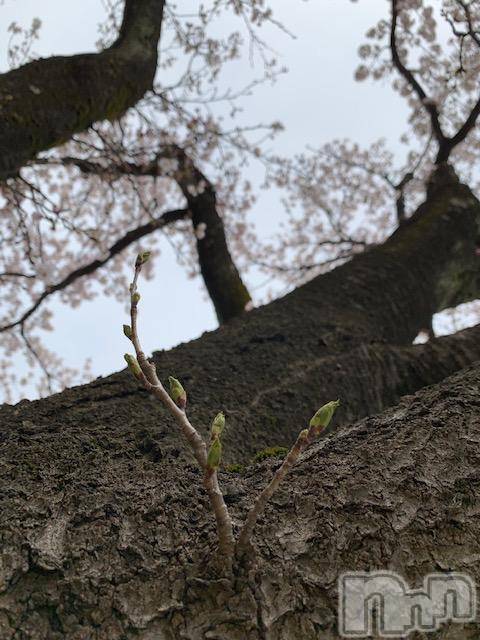 上越デリヘル上越風俗出張アロママッサージ(ジョウエツフウゾクシュッチョウアロママッサージ)ゆずき☆(37)の2021年3月30日写メブログ「高田の桜情報･･･5の巻♡」