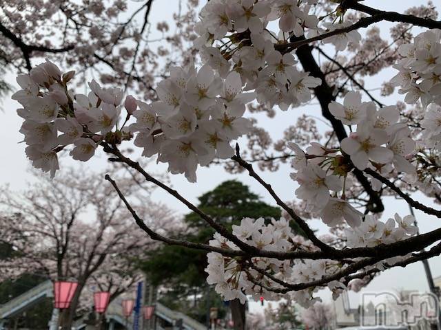 上越デリヘル上越風俗出張アロママッサージ(ジョウエツフウゾクシュッチョウアロママッサージ)ゆずき☆(37)の2021年3月30日写メブログ「高田の桜情報･･･6の巻♡」