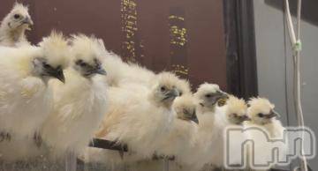 上越デリヘル上越風俗出張アロママッサージ(ジョウエツフウゾクシュッチョウアロママッサージ)ゆずき☆(37)の2021年12月26日写メブログ「ぴよぴよパラダイス」