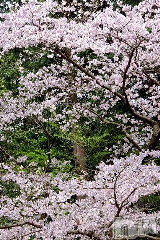 上越デリヘル上越風俗出張アロママッサージ(ジョウエツフウゾクシュッチョウアロママッサージ)ゆずき☆(37)の2023年4月6日写メブログ「ありがとうございました^ - ^」