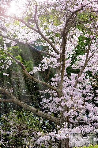 上越デリヘル上越風俗出張アロママッサージ(ジョウエツフウゾクシュッチョウアロママッサージ)ゆずき☆(37)の2023年4月21日写メブログ「ありがとうございました^ - ^」