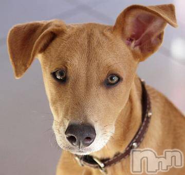 上越デリヘル上越風俗出張アロママッサージ(ジョウエツフウゾクシュッチョウアロママッサージ)ゆずき☆(37)の2023年8月11日写メブログ「ありがとうございました^ - ^」