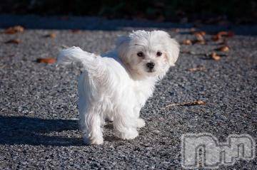 上越デリヘル上越風俗出張アロママッサージ(ジョウエツフウゾクシュッチョウアロママッサージ)ゆずき☆(37)の2023年8月14日写メブログ「ありがとうございました^ - ^」