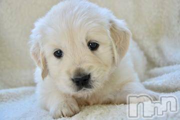 上越デリヘル上越風俗出張アロママッサージ(ジョウエツフウゾクシュッチョウアロママッサージ)ゆずき☆(37)の2024年5月1日写メブログ「ありがとうございました^ ^」