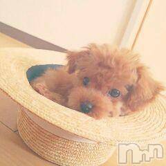 上越デリヘル上越風俗出張アロママッサージ(ジョウエツフウゾクシュッチョウアロママッサージ) ゆずき☆(37)の11月25日写メブログ「ありがとうございました」