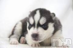 上越デリヘル上越風俗出張アロママッサージ(ジョウエツフウゾクシュッチョウアロママッサージ) ゆずき☆(37)の11月25日写メブログ「ありがとうございました」