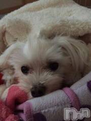 上越デリヘル上越風俗出張アロママッサージ(ジョウエツフウゾクシュッチョウアロママッサージ) ゆずき☆(37)の11月26日写メブログ「ありがとうございました」