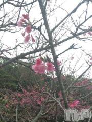 上越デリヘル上越風俗出張アロママッサージ(ジョウエツフウゾクシュッチョウアロママッサージ) ゆずき☆(37)の2月3日写メブログ「お花見」