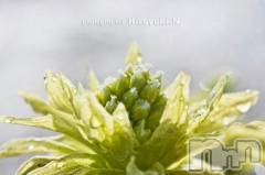 上越デリヘル上越風俗出張アロママッサージ(ジョウエツフウゾクシュッチョウアロママッサージ) ゆずき☆(37)の3月7日写メブログ「ありがとうございました」