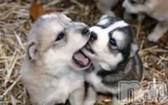 上越デリヘル上越風俗出張アロママッサージ(ジョウエツフウゾクシュッチョウアロママッサージ) ゆずき☆(37)の3月21日写メブログ「ありがとうございました」