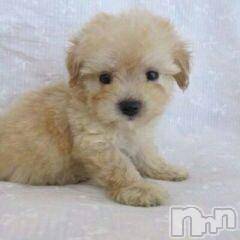 上越デリヘル上越風俗出張アロママッサージ(ジョウエツフウゾクシュッチョウアロママッサージ) ゆずき☆(37)の8月12日写メブログ「ありがとうございました」