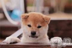 上越デリヘル上越風俗出張アロママッサージ(ジョウエツフウゾクシュッチョウアロママッサージ) ゆずき☆(37)の5月23日写メブログ「ありがとうございました♡」