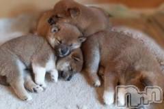 上越デリヘル上越風俗出張アロママッサージ(ジョウエツフウゾクシュッチョウアロママッサージ) ゆずき☆(37)の6月7日写メブログ「ありがとうございました♡」