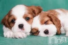 上越デリヘル上越風俗出張アロママッサージ(ジョウエツフウゾクシュッチョウアロママッサージ) ゆずき☆(37)の6月27日写メブログ「ありがとうございました♡」