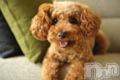 上越デリヘル上越風俗出張アロママッサージ(ジョウエツフウゾクシュッチョウアロママッサージ) ゆずき☆(37)の10月3日写メブログ「ありがとうございました♡」