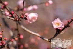 上越デリヘル上越風俗出張アロママッサージ(ジョウエツフウゾクシュッチョウアロママッサージ) ゆずき☆(37)の4月4日写メブログ「ありがとうございました♡」