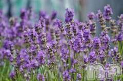 上越デリヘル上越風俗出張アロママッサージ(ジョウエツフウゾクシュッチョウアロママッサージ) ゆずき☆(37)の5月24日写メブログ「ありがとうございました♡」