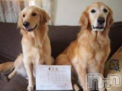 上越デリヘル上越風俗出張アロママッサージ(ジョウエツフウゾクシュッチョウアロママッサージ) ゆずき☆(37)の11月18日写メブログ「ありがとうございました♡」