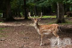 上越デリヘル上越風俗出張アロママッサージ(ジョウエツフウゾクシュッチョウアロママッサージ) ゆずき☆(37)の9月11日写メブログ「ありがとうございました♡」