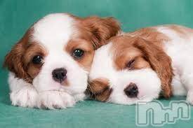 上越デリヘル 上越風俗出張アロママッサージ(ジョウエツフウゾクシュッチョウアロママッサージ) ゆずき☆(37)の5月8日写メブログ「ありがとうございました♡」