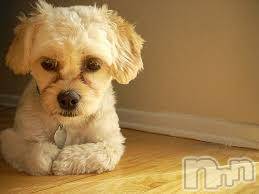 上越デリヘル 上越風俗出張アロママッサージ(ジョウエツフウゾクシュッチョウアロママッサージ) ゆずき☆(37)の5月8日写メブログ「ありがとうございました♡」