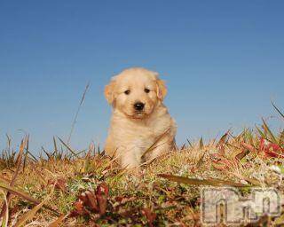 上越デリヘル 上越風俗出張アロママッサージ(ジョウエツフウゾクシュッチョウアロママッサージ) ゆずき☆(37)の5月20日写メブログ「ありがとうございました♡」