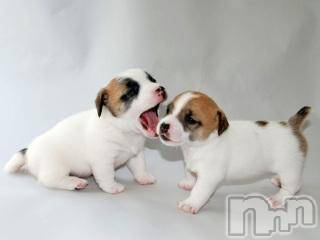 上越デリヘル 上越風俗出張アロママッサージ(ジョウエツフウゾクシュッチョウアロママッサージ) ゆずき☆(37)の5月29日写メブログ「ありがとうございました♡」