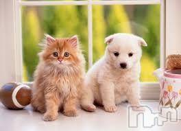 上越デリヘル 上越風俗出張アロママッサージ(ジョウエツフウゾクシュッチョウアロママッサージ) ゆずき☆(37)の10月10日写メブログ「ありがとうございました♡」