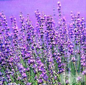 上越デリヘル 上越風俗出張アロママッサージ(ジョウエツフウゾクシュッチョウアロママッサージ) ゆずき☆(37)の2月26日写メブログ「ありがとうございました♡」