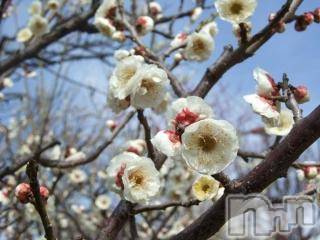 上越デリヘル 上越風俗出張アロママッサージ(ジョウエツフウゾクシュッチョウアロママッサージ) ゆずき☆(37)の4月2日写メブログ「ありがとうございました♡」