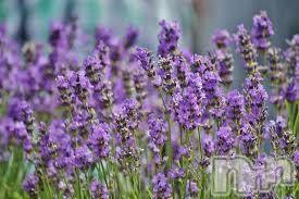 上越デリヘル 上越風俗出張アロママッサージ(ジョウエツフウゾクシュッチョウアロママッサージ) ゆずき☆(37)の5月24日写メブログ「ありがとうございました♡」