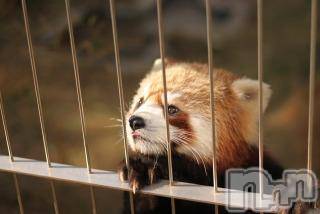 上越デリヘル 上越風俗出張アロママッサージ(ジョウエツフウゾクシュッチョウアロママッサージ) ゆずき☆(37)の11月28日写メブログ「ありがとうございました♡」