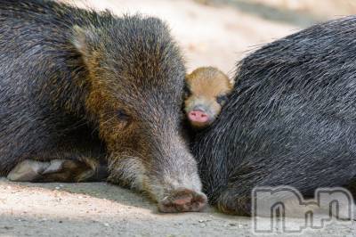 上越デリヘル 上越風俗出張アロママッサージ(ジョウエツフウゾクシュッチョウアロママッサージ) ゆずき☆(37)の9月10日写メブログ「ありがとうございました♡」