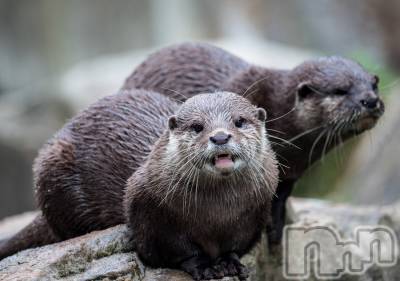 上越デリヘル 上越風俗出張アロママッサージ(ジョウエツフウゾクシュッチョウアロママッサージ) ゆずき☆(37)の9月10日写メブログ「ありがとうございました♡」