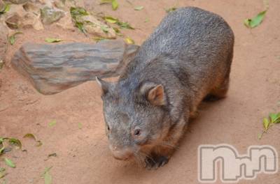 上越デリヘル 上越風俗出張アロママッサージ(ジョウエツフウゾクシュッチョウアロママッサージ) ゆずき☆(37)の9月16日写メブログ「ありがとうございました♡」