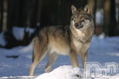 上越デリヘル 上越風俗出張アロママッサージ(ジョウエツフウゾクシュッチョウアロママッサージ) ゆずき☆(37)の9月18日写メブログ「ありがとうございました♡」