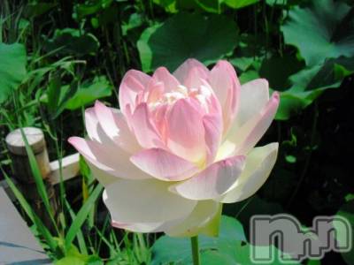 上越デリヘル 上越風俗出張アロママッサージ(ジョウエツフウゾクシュッチョウアロママッサージ) ゆずき☆(37)の10月12日写メブログ「ありがとうございました♡」