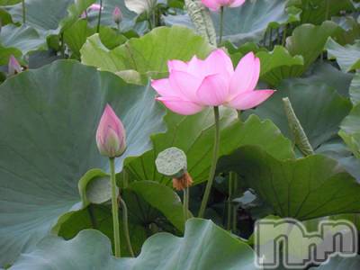 上越デリヘル 上越風俗出張アロママッサージ(ジョウエツフウゾクシュッチョウアロママッサージ) ゆずき☆(37)の10月12日写メブログ「ありがとうございました♡」