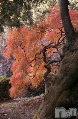 上越デリヘル 上越風俗出張アロママッサージ(ジョウエツフウゾクシュッチョウアロママッサージ) ゆずき☆(37)の10月19日写メブログ「ありがとうございました♡」