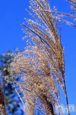 上越デリヘル 上越風俗出張アロママッサージ(ジョウエツフウゾクシュッチョウアロママッサージ) ゆずき☆(37)の10月19日写メブログ「ありがとうございました♡」