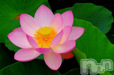 上越デリヘル 上越風俗出張アロママッサージ(ジョウエツフウゾクシュッチョウアロママッサージ) ゆずき☆(37)の12月26日写メブログ「ありがとうございました♡」