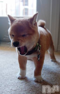 上越デリヘル 上越風俗出張アロママッサージ(ジョウエツフウゾクシュッチョウアロママッサージ) ゆずき☆(37)の10月8日写メブログ「ありがとうございました♡」