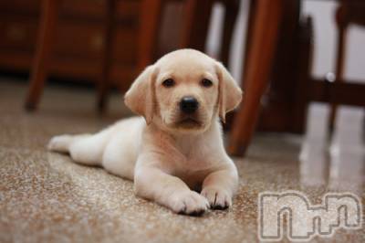 上越デリヘル 上越風俗出張アロママッサージ(ジョウエツフウゾクシュッチョウアロママッサージ) ゆずき☆(37)の10月9日写メブログ「ありがとうございました♡」