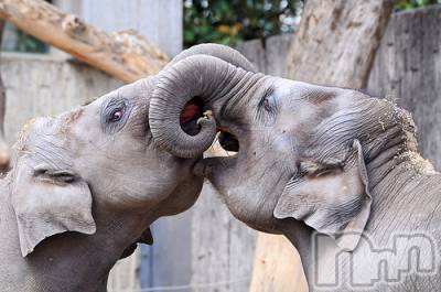 上越デリヘル 上越風俗出張アロママッサージ(ジョウエツフウゾクシュッチョウアロママッサージ) ゆずき☆(37)の10月20日写メブログ「ありがとうございました♡」