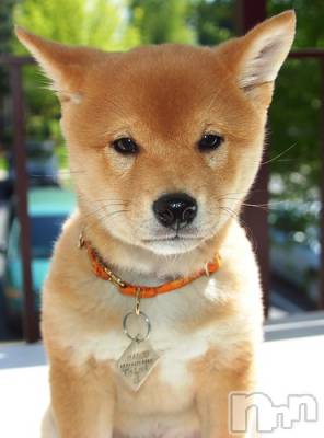 上越デリヘル 上越風俗出張アロママッサージ(ジョウエツフウゾクシュッチョウアロママッサージ) ゆずき☆(37)の10月21日写メブログ「ありがとうございました♡」