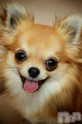 上越デリヘル 上越風俗出張アロママッサージ(ジョウエツフウゾクシュッチョウアロママッサージ) ゆずき☆(37)の10月21日写メブログ「ありがとうございました♡」