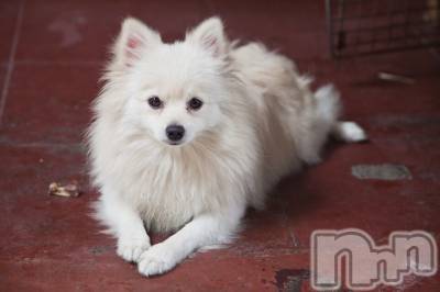 上越デリヘル 上越風俗出張アロママッサージ(ジョウエツフウゾクシュッチョウアロママッサージ) ゆずき☆(37)の10月21日写メブログ「ありがとうございました♡」