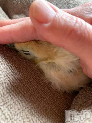 上越デリヘル 上越風俗出張アロママッサージ(ジョウエツフウゾクシュッチョウアロママッサージ) ゆずき☆(37)の11月11日写メブログ「優しい場所に♡」